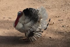 White Turkey 01