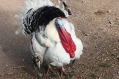 White Turkey 02