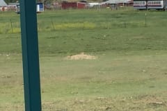 Prairie Dog