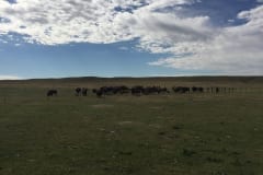 Buffalo Herd