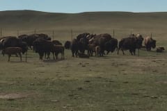 Buffalo Herd