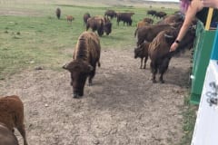Feeding the Herd