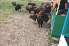 Feeding the Herd