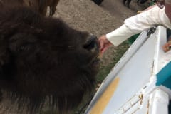 Feeding the Herd Mammaw