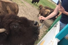Feeding the Herd Lynzi
