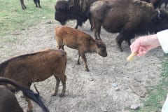 Feeding the Herd