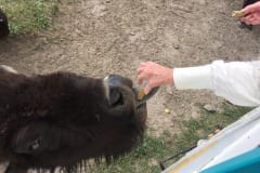 Feeding the Herd Mammaw