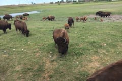 Feeding the Herd