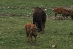 Calf