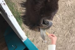 Feeding the Herd Mammaw