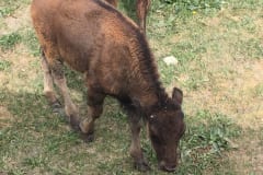 Calf