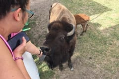 Feeding the Herd Donata