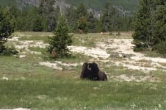 Buffalo just relaxing