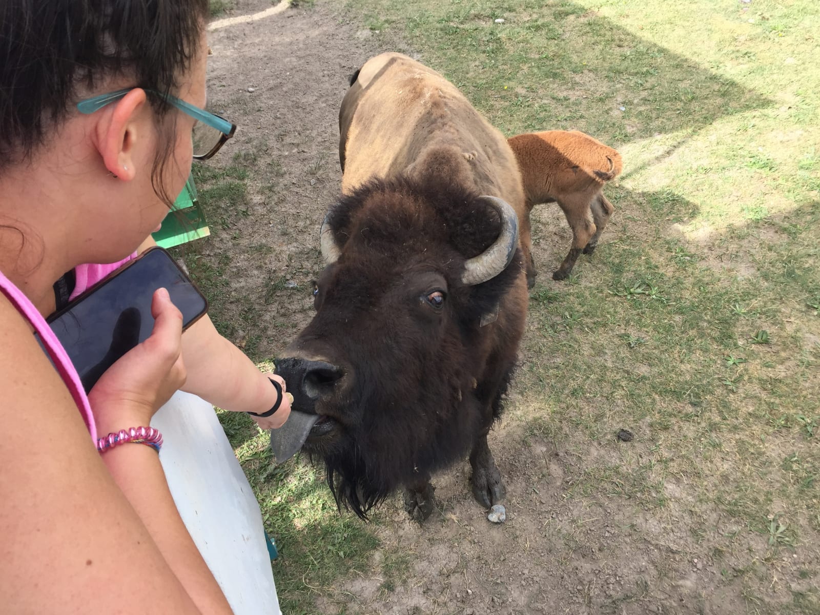 Day Eight: Homebound however Terry Bison Ranch is a Must see