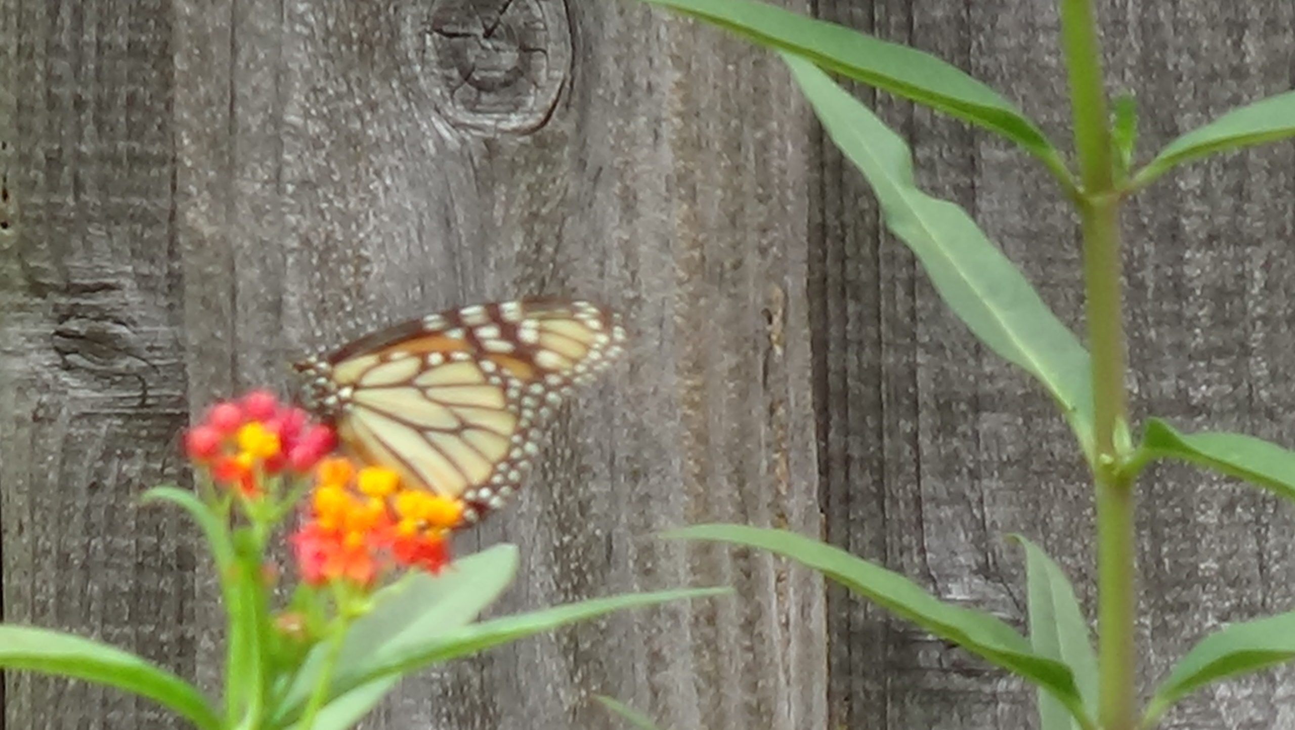 Monarch Butterfly on Milkweed Blossom