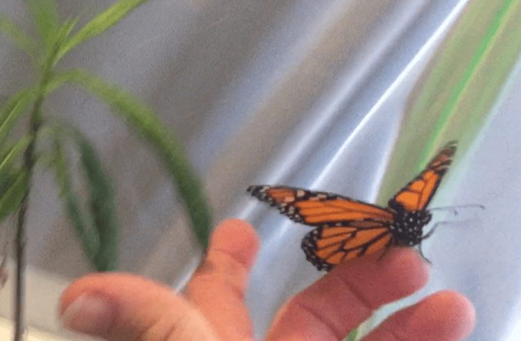 Holding Wilber the Monarch