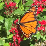 Monarch Butterfly feeding on Pentas
