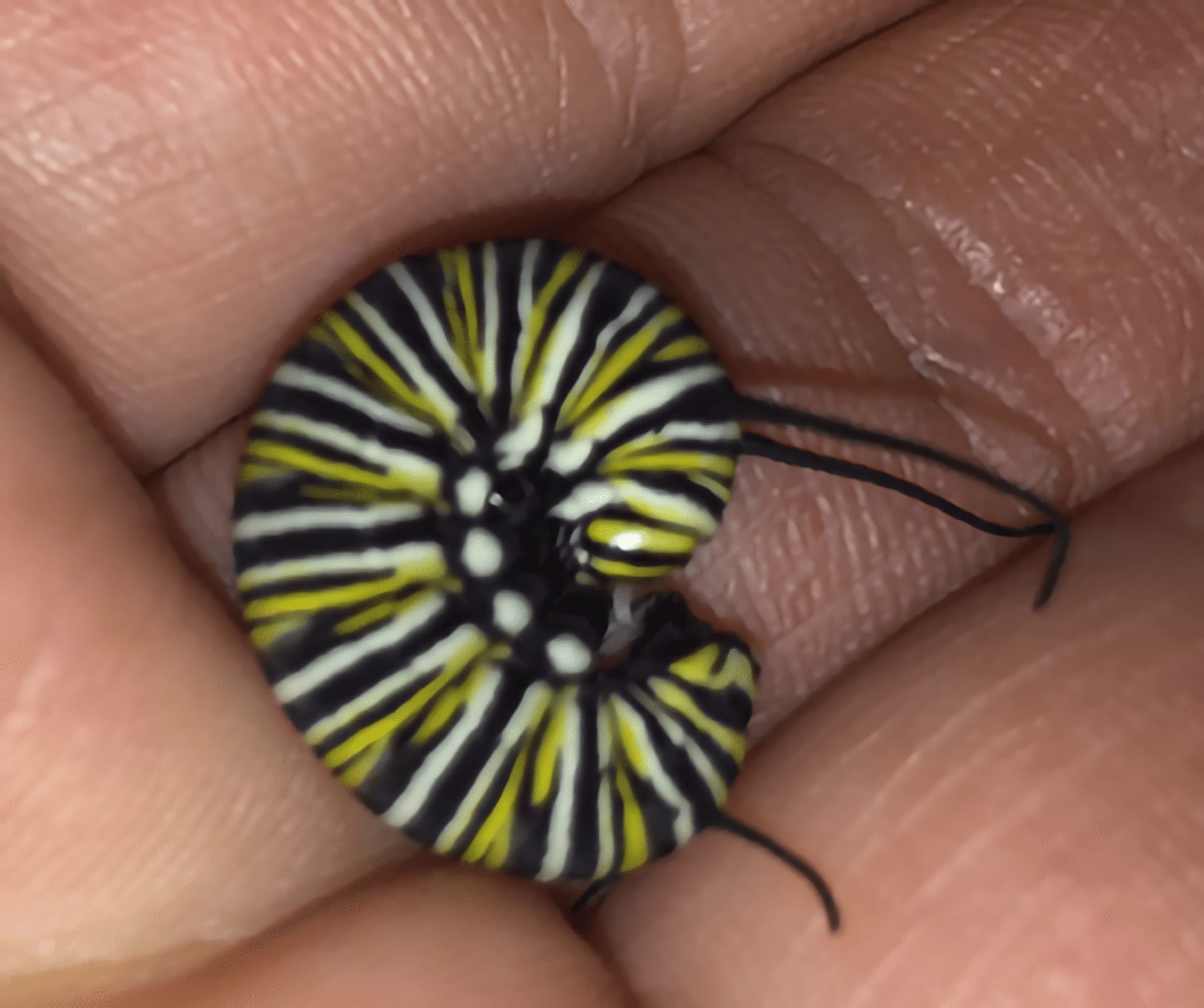 Lazarus the Monarch Butterfly