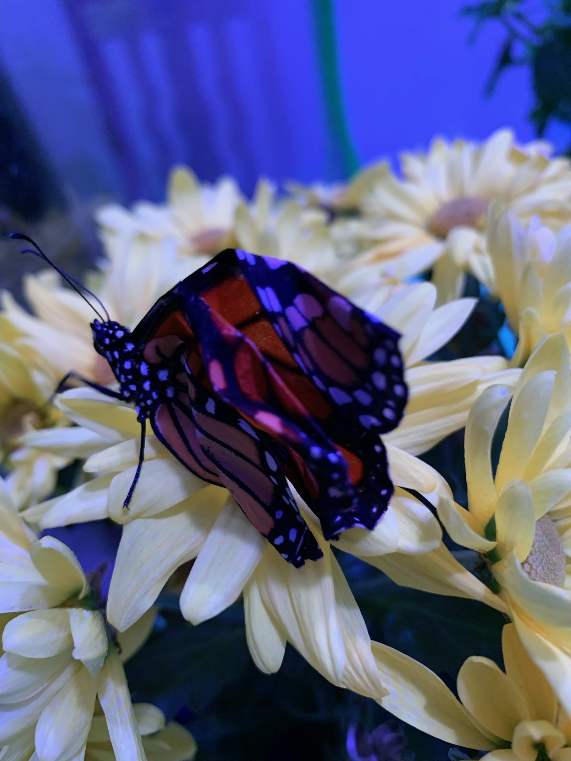 Tiny Tim our “Special” Monarch Butterfly