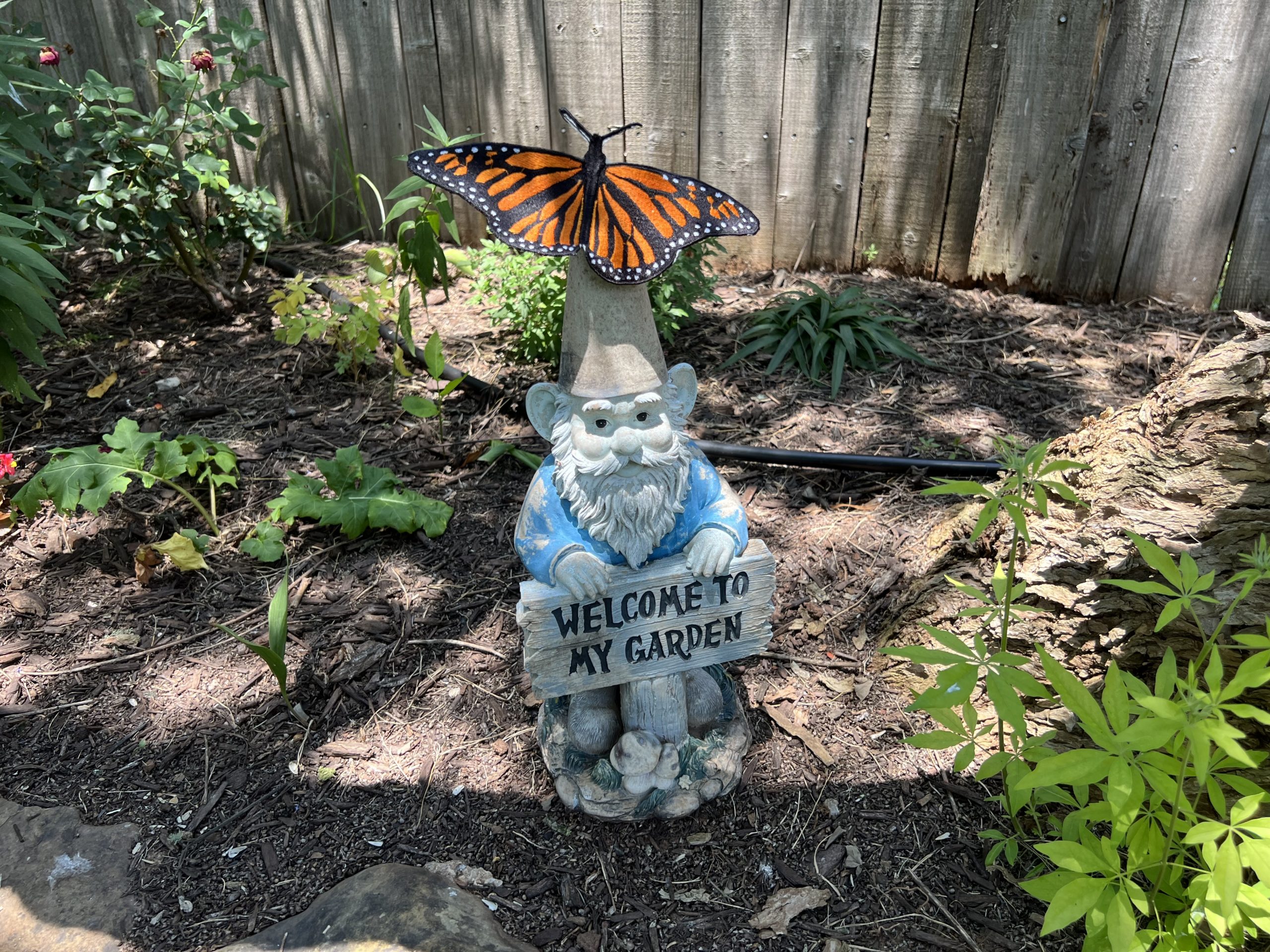 New & Improved Monarch Butterfly Garden