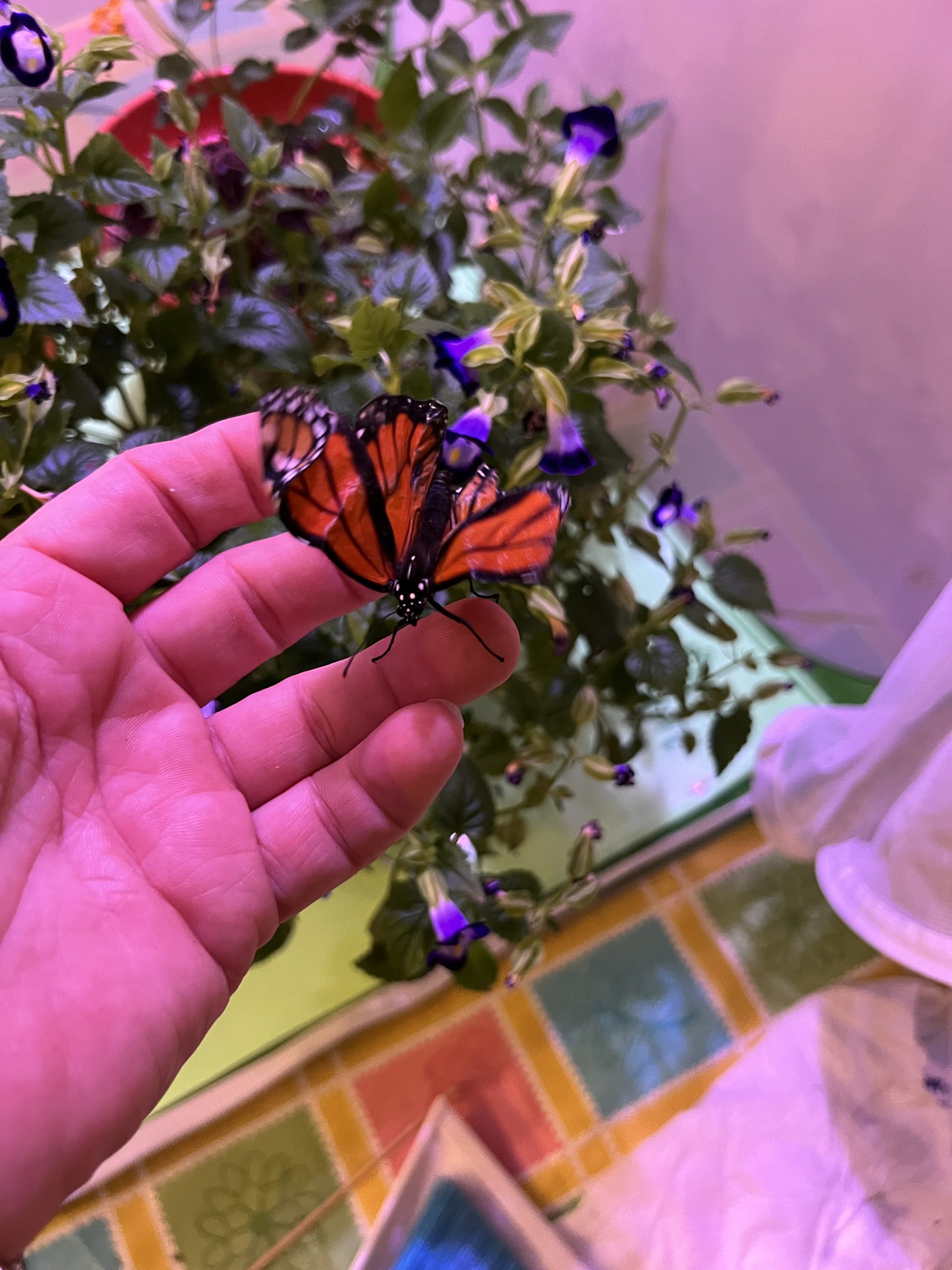 Underdeveloped Monarch Butterfly