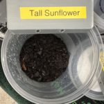Sunflowers Day 1
