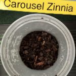 Carousel Zinnia Day 1