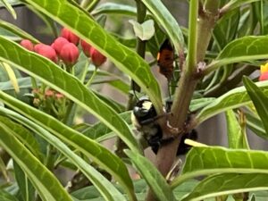 BumbleBee sheltering among Milkweed leaves
